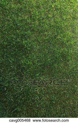 Grassland View Large Photo Image Stock Photo - Grassland. Fotosearch