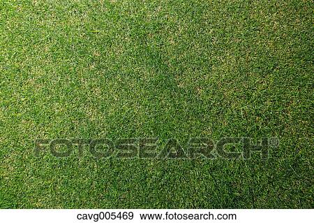 Grassland View Large Photo Image Stock Photo - Grassland. Fotosearch