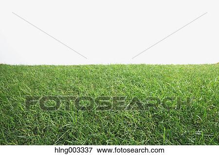 Grassland View Large Photo Image Stock Photo - Grassland. Fotosearch