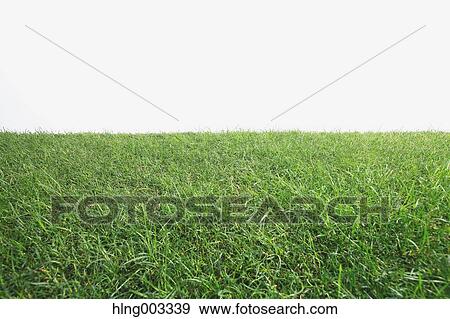 Grassland View Large Photo Image Stock Photo - Grassland. Fotosearch