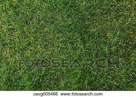 Stock Photograph - Grassland. Fotosearch