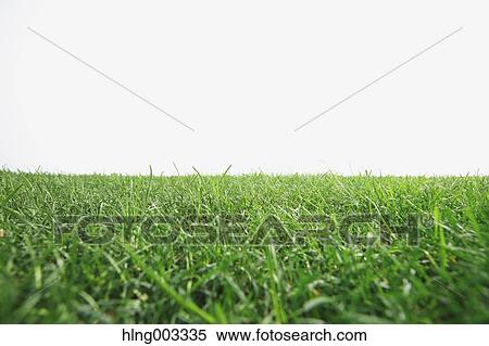 Grassland View Large Photo Image Stock Photography - Grassland. Fotosearch