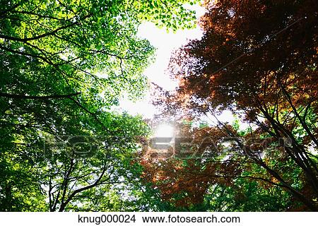 Green leaves View Large Photo Image Picture - Green leaves. Fotosearch
