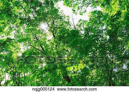Green leaves View Large Photo Image Picture - Green leaves. Fotosearch