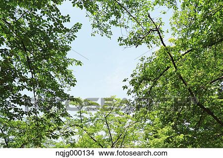 Picture - Green leaves. Fotosearch
