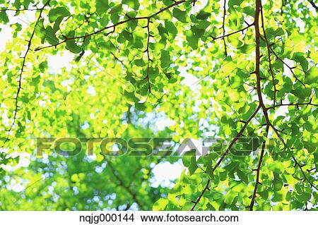 Green leaves View Large Photo Image Picture - Green leaves. Fotosearch