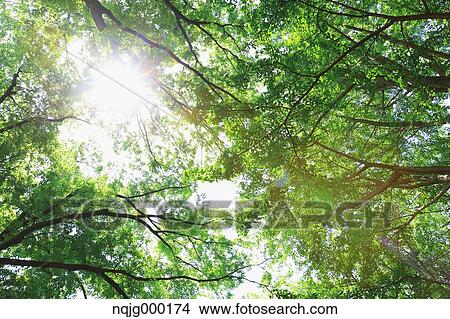 Picture - Green leaves. Fotosearch