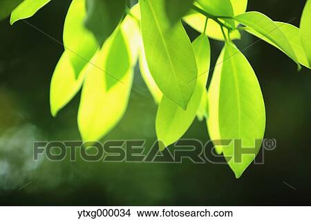 Picture - Green leaves. Fotosearch