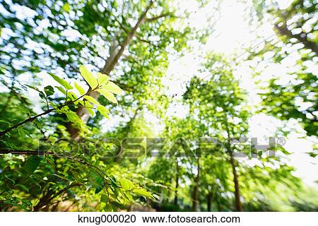 Green leaves View Large Photo Image Stock Image - Green leaves. Fotosearch