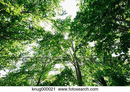 Green leaves View Large Photo Image Stock Image - Green leaves. Fotosearch