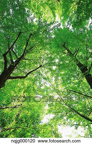 Green leaves View Large Photo Image Stock Image - Green leaves. Fotosearch
