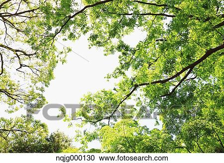 Stock Image - Green leaves. Fotosearch