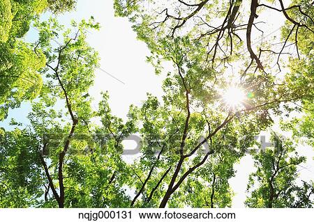Stock Image - Green leaves. Fotosearch
