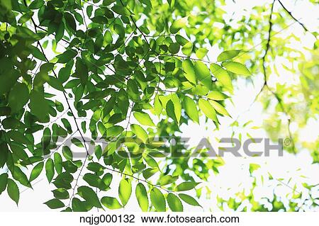 Green leaves View Large Photo Image Stock Image - Green leaves. Fotosearch