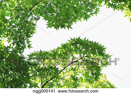 Stock Image - Green leaves. Fotosearch