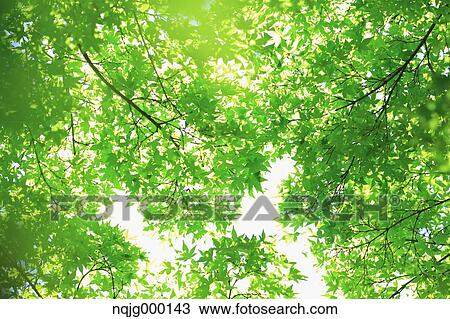Green leaves View Large Photo Image Stock Image - Green leaves. Fotosearch
