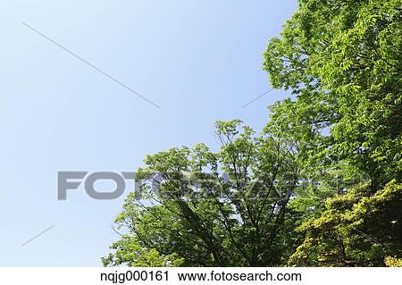 Green leaves View Large Photo Image Stock Image - Green leaves. Fotosearch