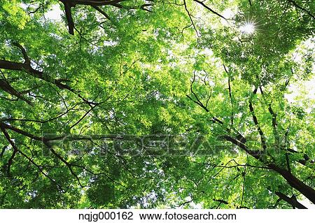 Stock Image - Green leaves. Fotosearch