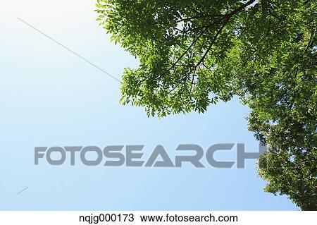 Stock Image - Green leaves. Fotosearch