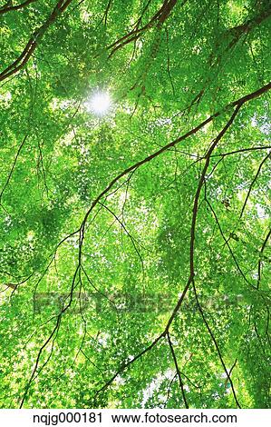 Stock Image - Green leaves. Fotosearch
