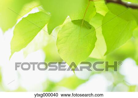 Stock Image - Green leaves. Fotosearch
