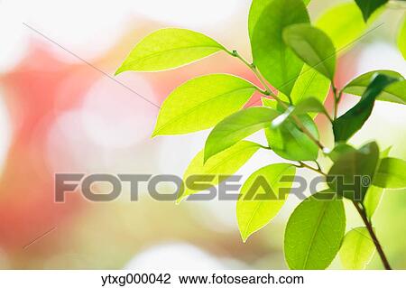 Green leaves View Large Photo Image Stock Image - Green leaves. Fotosearch