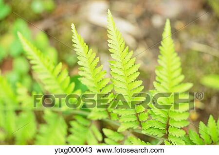 Green leaves View Large Photo Image Stock Image - Green leaves. Fotosearch