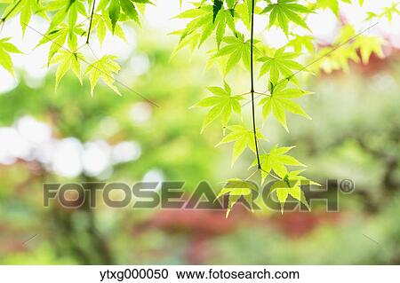 Green leaves View Large Photo Image Stock Image - Green leaves. Fotosearch