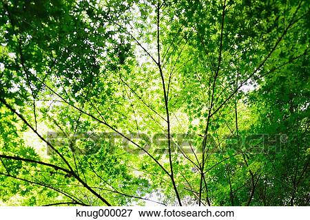 Green leaves View Large Photo Image Stock Photo - Green leaves. Fotosearch