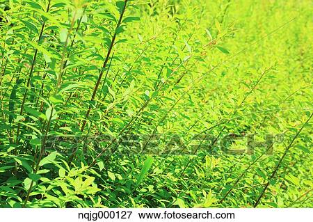 Green leaves View Large Photo Image Stock Photo - Green leaves. Fotosearch