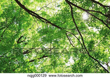 Stock Photo - Green leaves. Fotosearch
