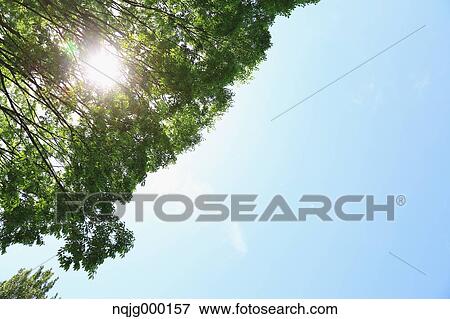 Stock Photo - Green leaves. Fotosearch