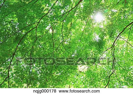 Green leaves View Large Photo Image Stock Photo - Green leaves. Fotosearch