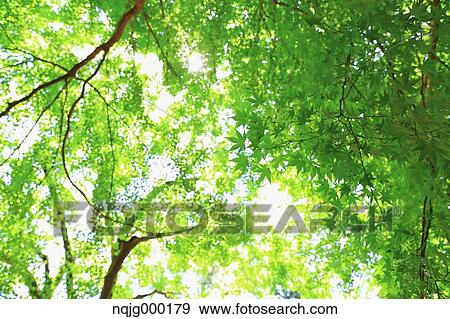 Green leaves View Large Photo Image Stock Photo - Green leaves. Fotosearch