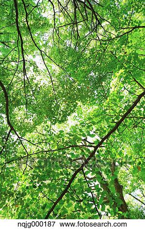 Green leaves View Large Photo Image Stock Photo - Green leaves. Fotosearch
