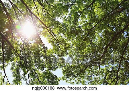 Stock Photo - Green leaves. Fotosearch