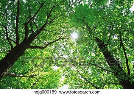 Green leaves View Large Photo Image Stock Photo - Green leaves. Fotosearch