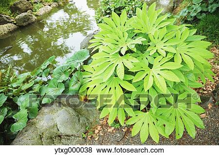 Green leaves View Large Photo Image Stock Photo - Green leaves. Fotosearch