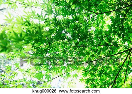 Green leaves View Large Photo Image Stock Photograph - Green leaves. Fotosearch
