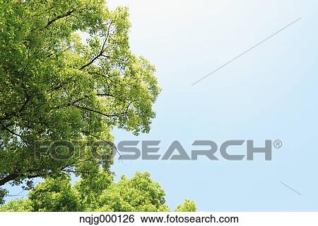 Stock Photograph - Green leaves. Fotosearch