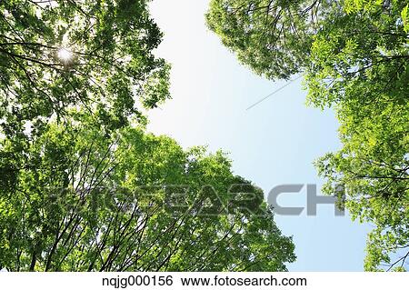 Green leaves View Large Photo Image Stock Photograph - Green leaves. Fotosearch