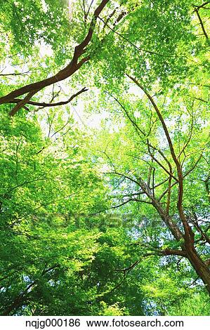 Green leaves View Large Photo Image Stock Photograph - Green leaves. Fotosearch