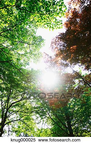 Green leaves View Large Photo Image Stock Photography - Green leaves. Fotosearch