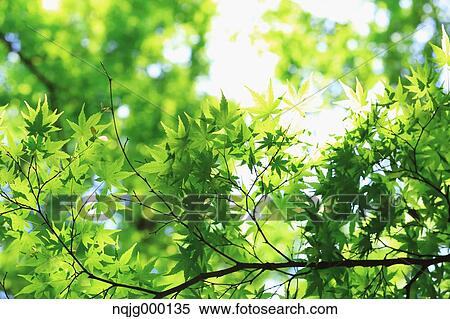 Stock Photography - Green leaves. Fotosearch