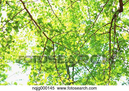 Green leaves View Large Photo Image Stock Photography - Green leaves. Fotosearch
