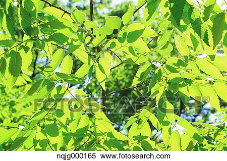 Stock Photography - Green leaves. Fotosearch