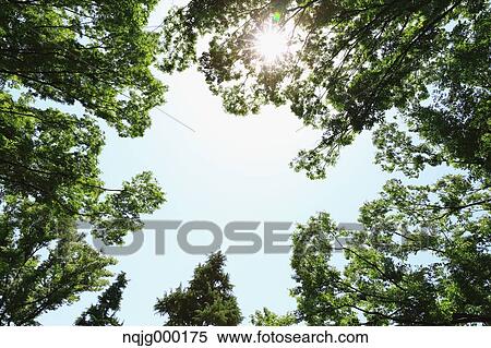 Stock Photography - Green leaves. Fotosearch