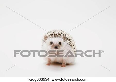 Hedgehog View Large Photo Image Picture - Hedgehog. Fotosearch