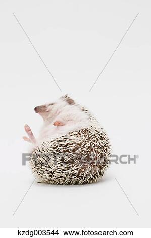 Hedgehog View Large Photo Image Picture - Hedgehog. Fotosearch