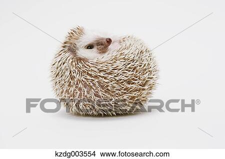 Hedgehog View Large Photo Image Picture - Hedgehog. Fotosearch